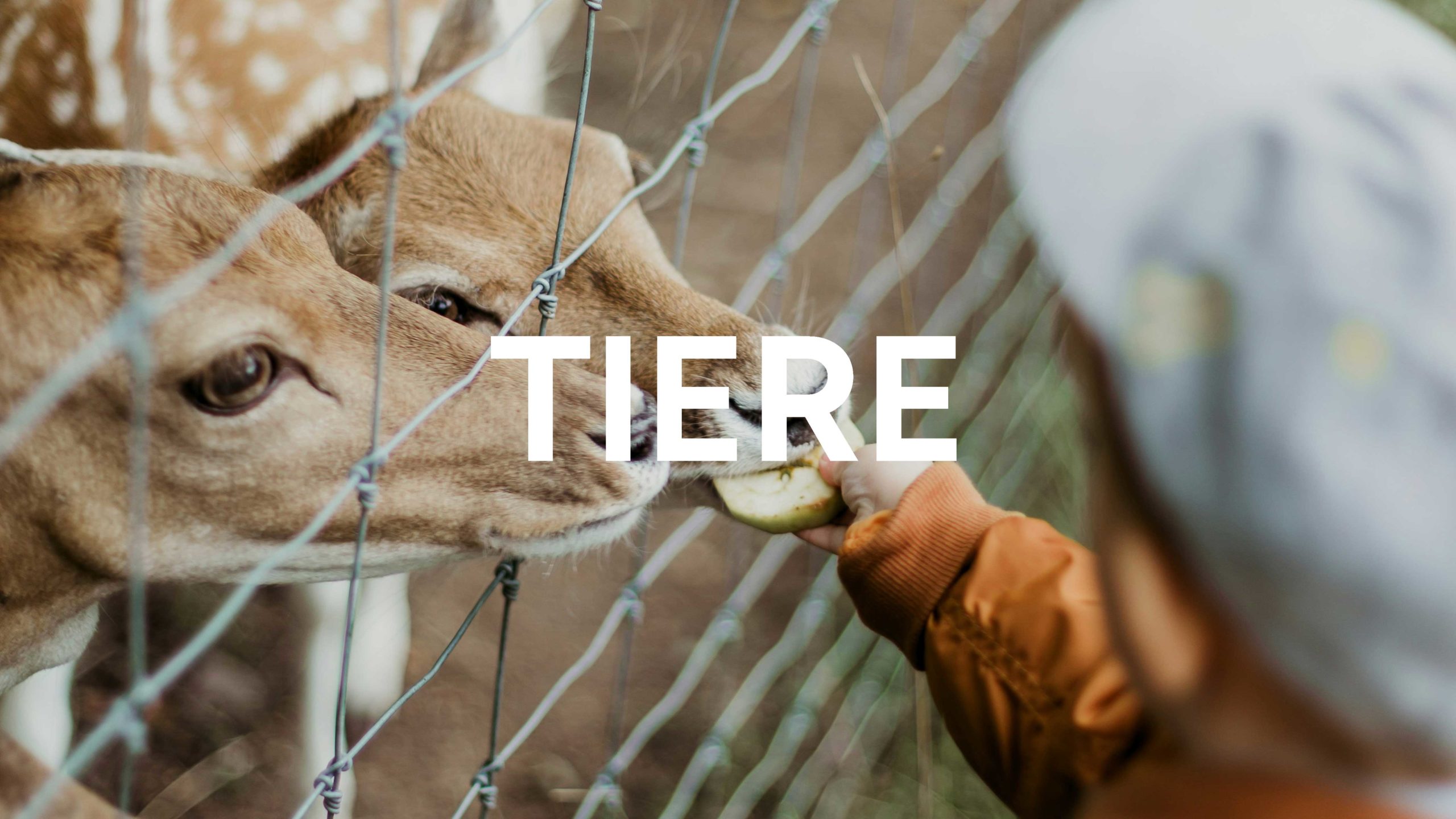 daiga-ellaby-p-vf1RhLzsc-unsplash_small