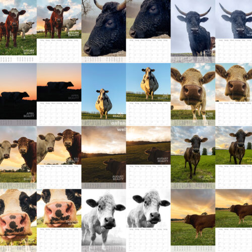 Kalender 2027 - Cows only